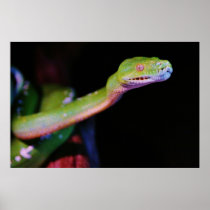 Green Tree Boa Stretching Poster