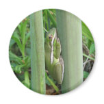 Green Tree Frog (Hyla cinera) magnets