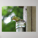 Green Tree Frog in Pipe posters