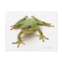 Green Tree Frog Post Cards