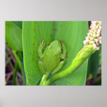 Green tree Frog  Poster