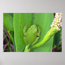 Green tree Frog  Poster