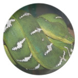Green Tree Python Dinner Plates