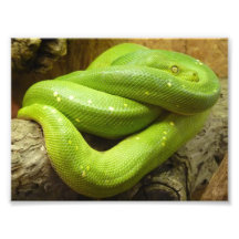 Green Tree Python Photo Art