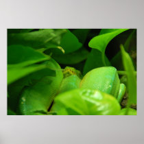 green tree python