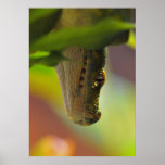 Green Tree Python Print