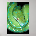 Green Tree Python posters