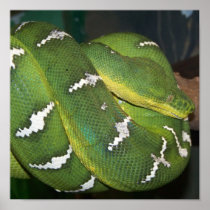 Green Tree Python Print