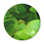 green tree python snake magnets