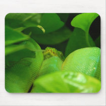 green tree python snake