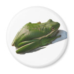 Green Treefrog, Hyla cinera magnets