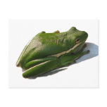 Green Treefrog, Hyla cinera postcards