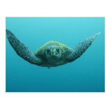Green Turtle (Chelonia mydas agassisi), Central Post Cards