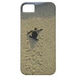 Green Turtle, (Chelonia mydas), hatchling