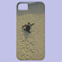 Green Turtle, (Chelonia mydas), hatchling casemate cases
