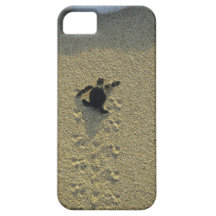 Green Turtle, (Chelonia mydas), hatchling