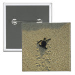 Green Turtle, (Chelonia mydas), hatchling Pinback Buttons