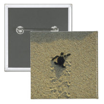 Green Turtle, (Chelonia mydas), hatchling Pinback Buttons