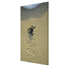 Green Turtle, (Chelonia mydas), hatchling Stretched Canvas Prints