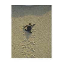 Green Turtle, (Chelonia mydas), hatchling