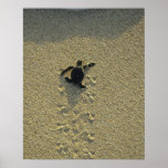 Green Turtle, (Chelonia mydas), hatchling