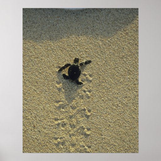 Green Turtle, (Chelonia mydas), hatchling Print