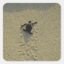 Green Turtle, (Chelonia mydas), hatchling Square Stickers