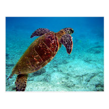 Green Turtle Chelonia Mydas is going for the air Postcard