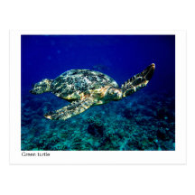 green turtle postcard - 01