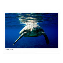 Green turtle postcard - 02