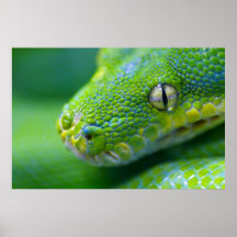 Green Viper Posters