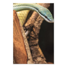 Green White and Yellow Snake Photo Art