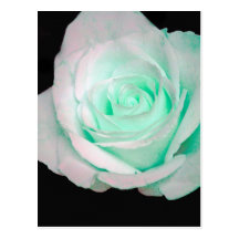 Green & White Rose... Postcard