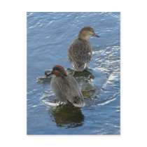 Green-winged Teal Ducks, Unalaska Island