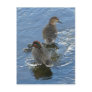 Green-winged Teal Ducks, Unalaska Island Post Cards