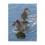 Green-winged Teal Ducks, Unalaska Island postcards