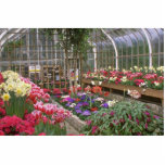 Greenhouse Effect Photo Cutouts