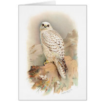 Greenland Gyrfalcon Greeting Cards