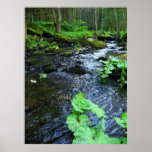 greenwood creek print