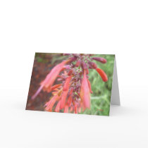 Greeting Card - Agastache Blooms