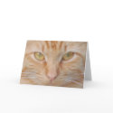 Greeting Card- closeup photograph of cat face