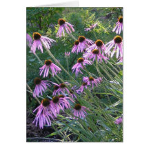 Greeting Card - Coneflowers