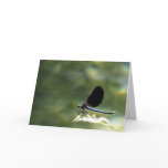 Greeting card : damselfly on a stig