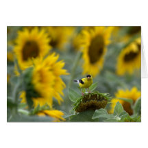 Greeting Card - Goldfinch and Sunflowers
