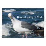 Greeting Card:  Here's Looking at You Gull