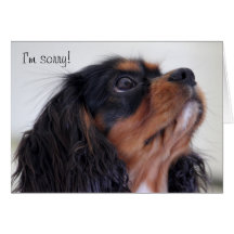 Greeting Card - I'm Sorry