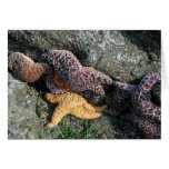 Greeting Card:  Starfish