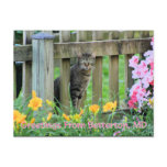 Greetings From Betterton, MD Cat Photography postcards