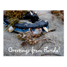 Greetings from Florida Postcard