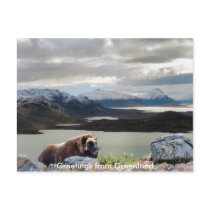 Greetings from Greenland 13 Postcard